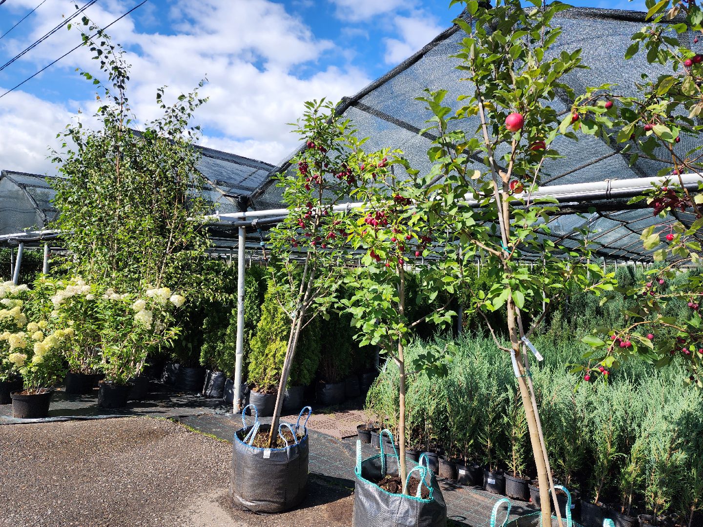 люберцы, сельское хозяйство, питомник агрофирмы поиск,