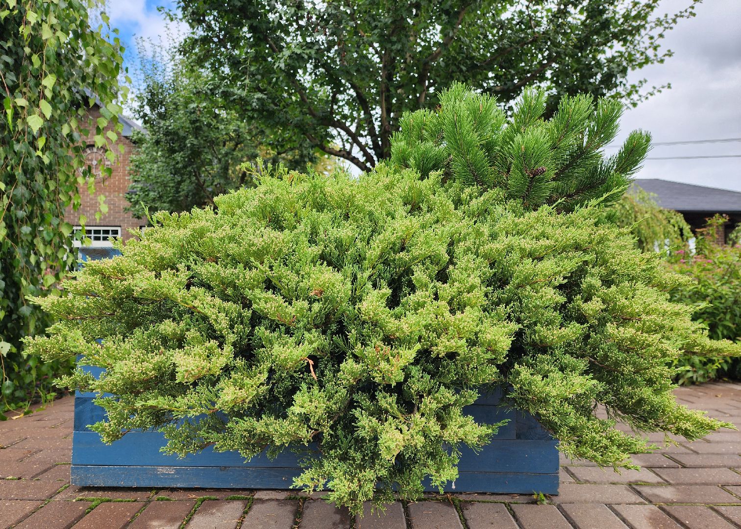 люберцы, сельское хозяйство, питомник агрофирмы поиск,