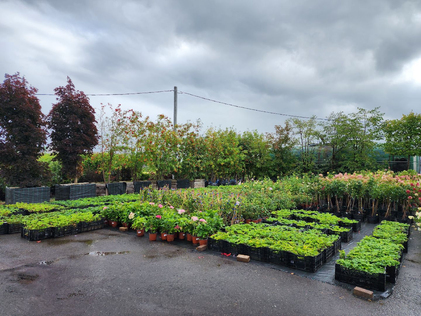 люберцы, сельское хозяйство, питомник агрофирмы поиск,