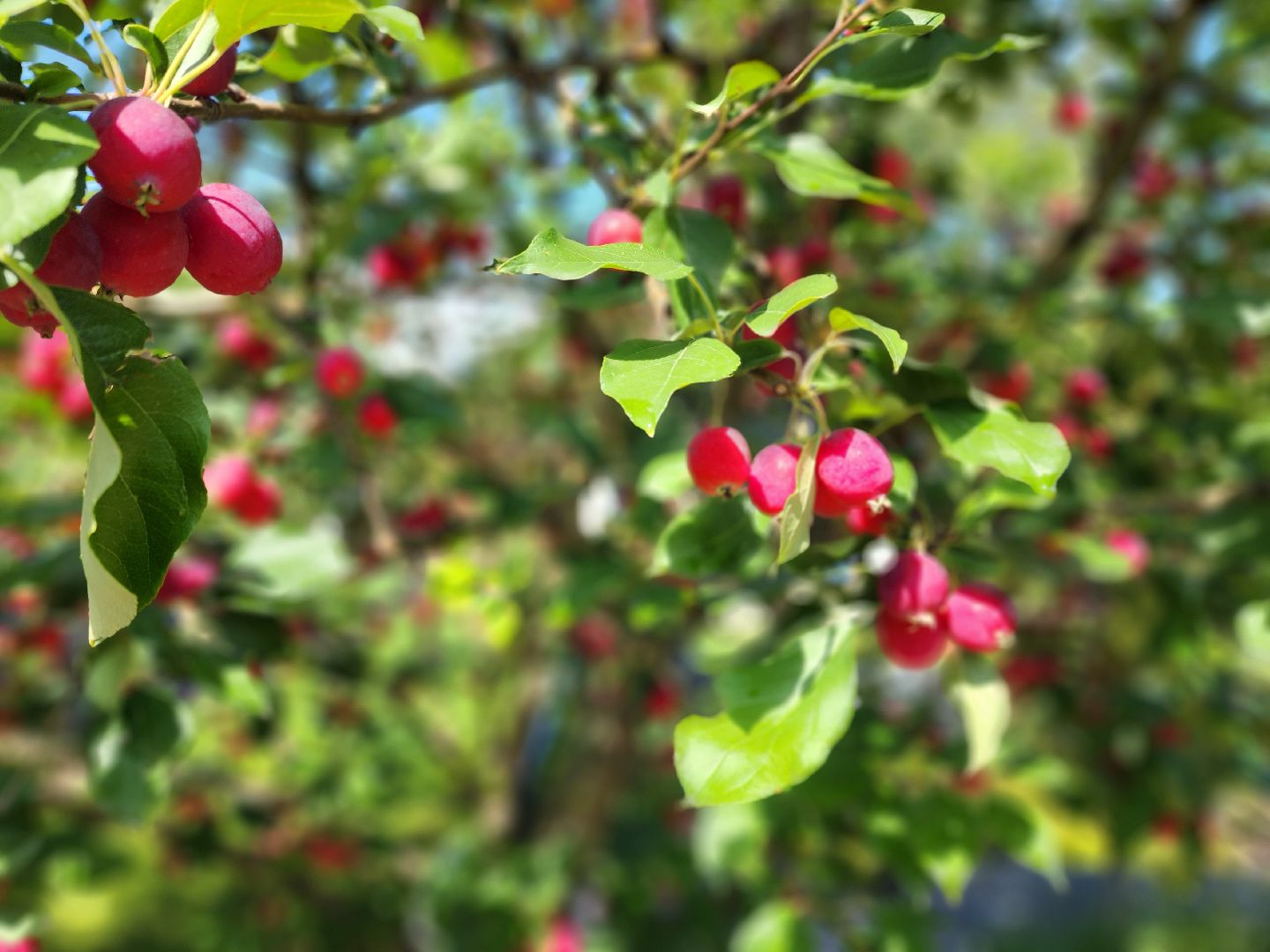 люберцы, сельское хозяйство, питомник агрофирмы поиск,