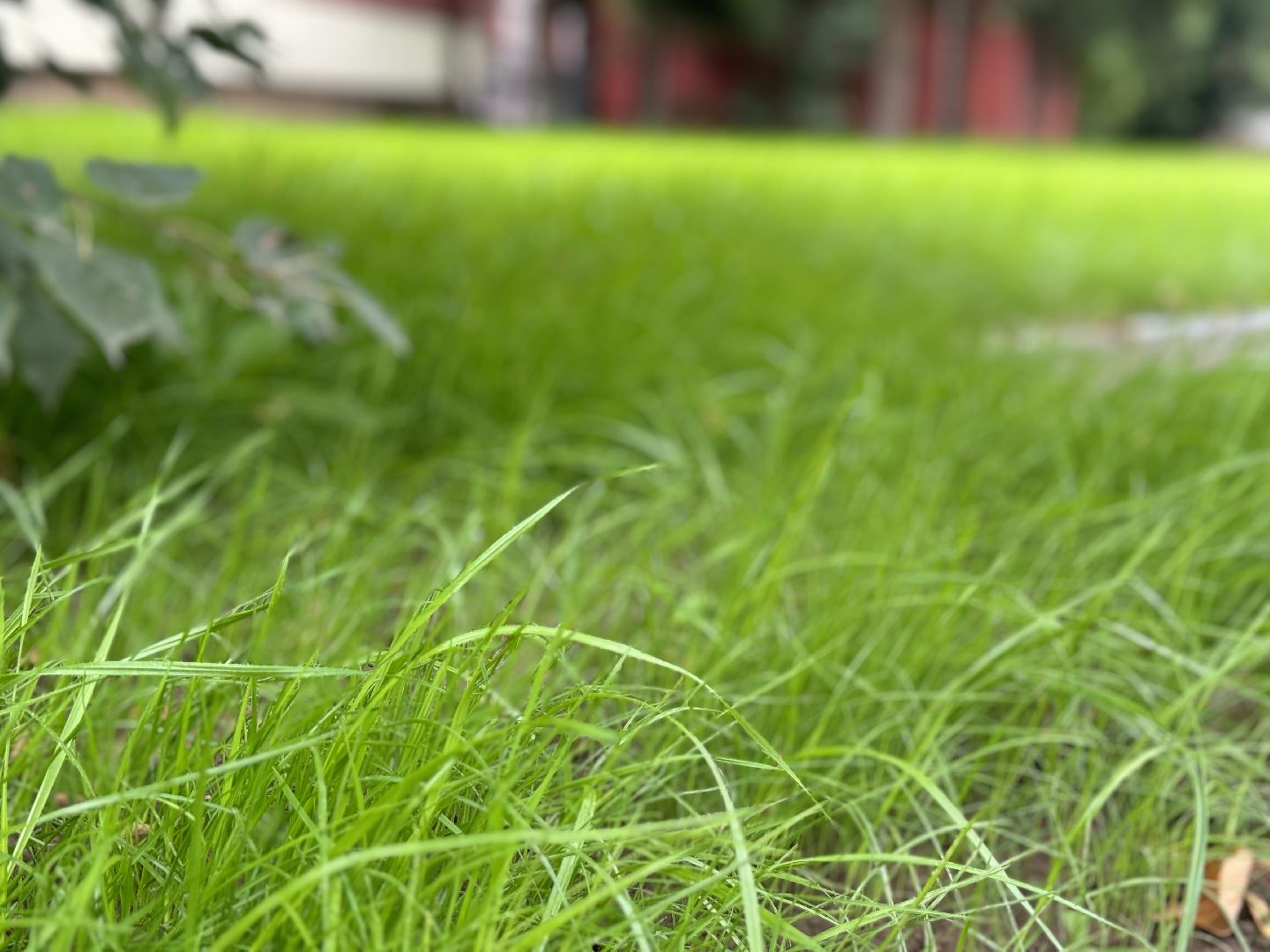 благоустройство, сквер, поселок измайлово , ленинский городской округ,
