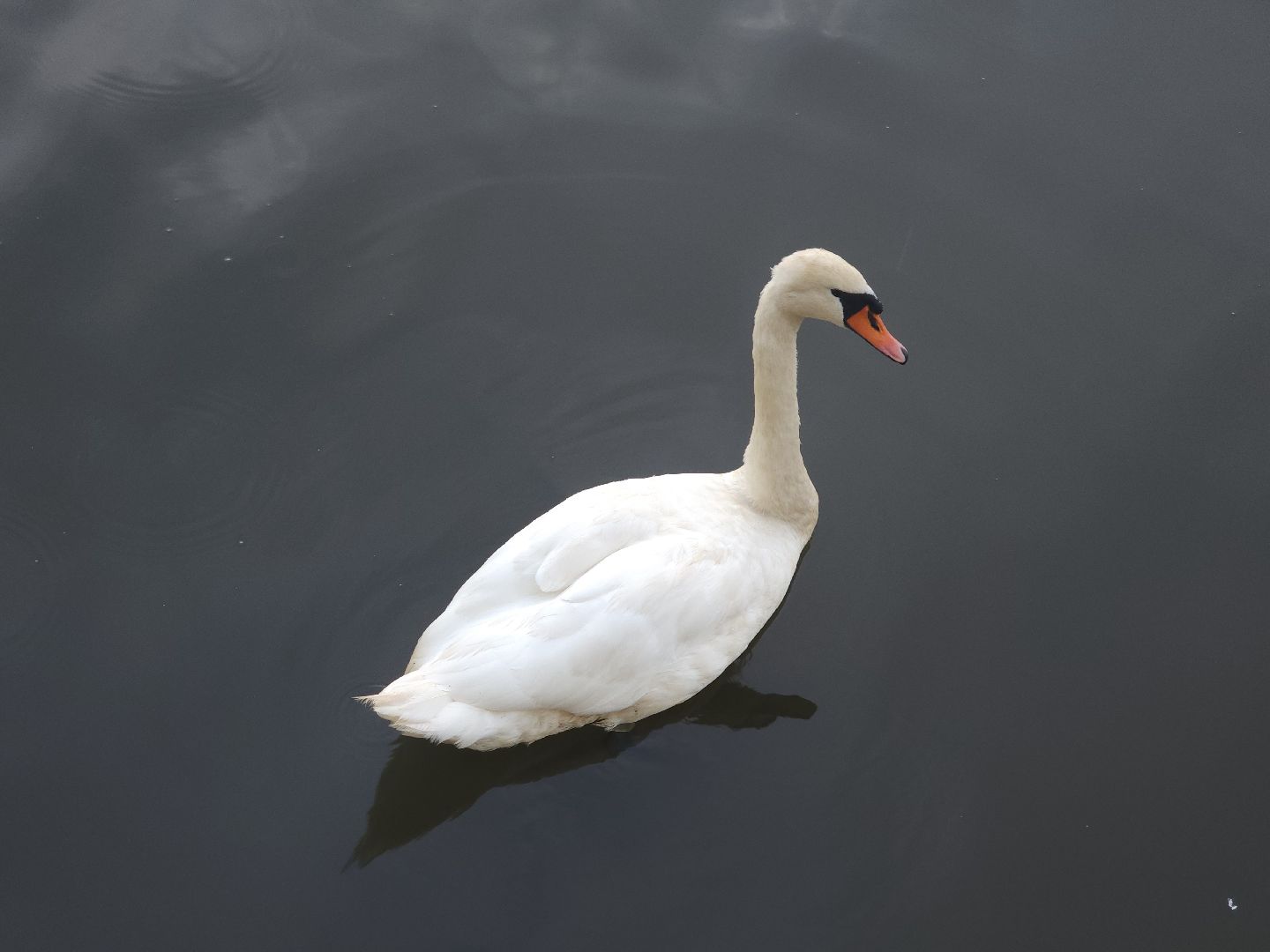 мытищи, выездная администрация,