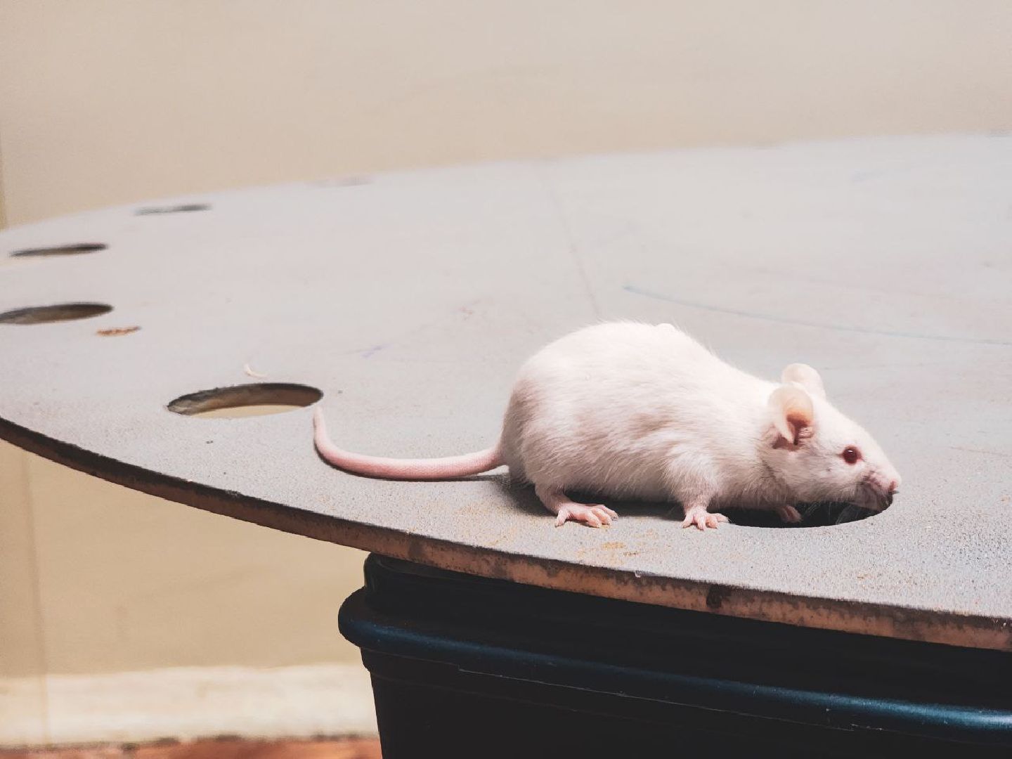 пущино, серпухов, наука, ученые,