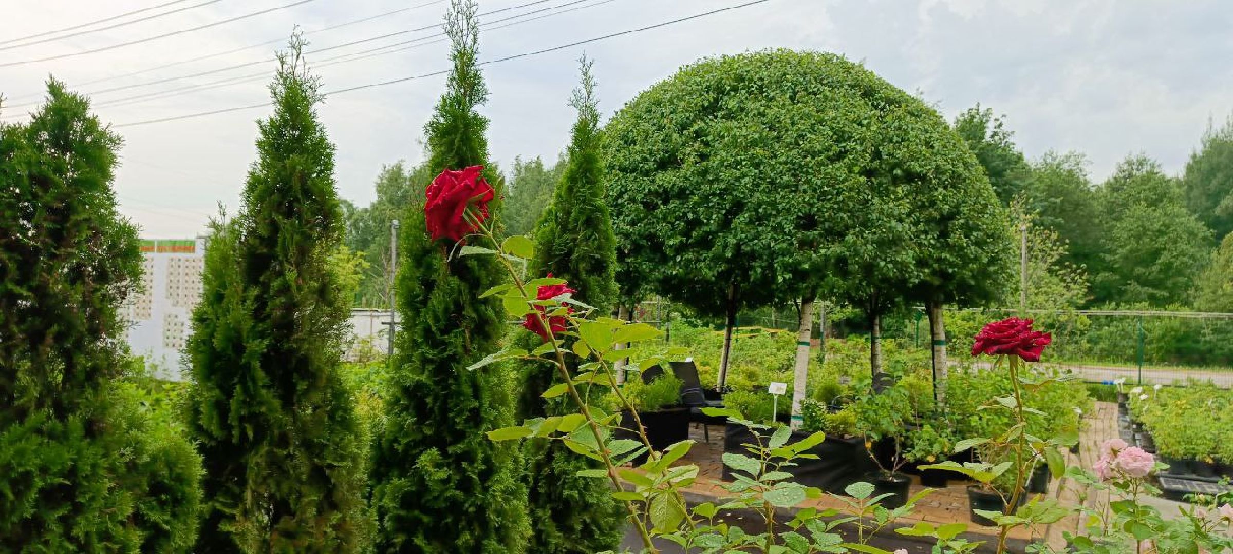 Дмитров, Эко-парк Рождествено,  КФХ Юрко, Минсельхоз, Агротуризм,