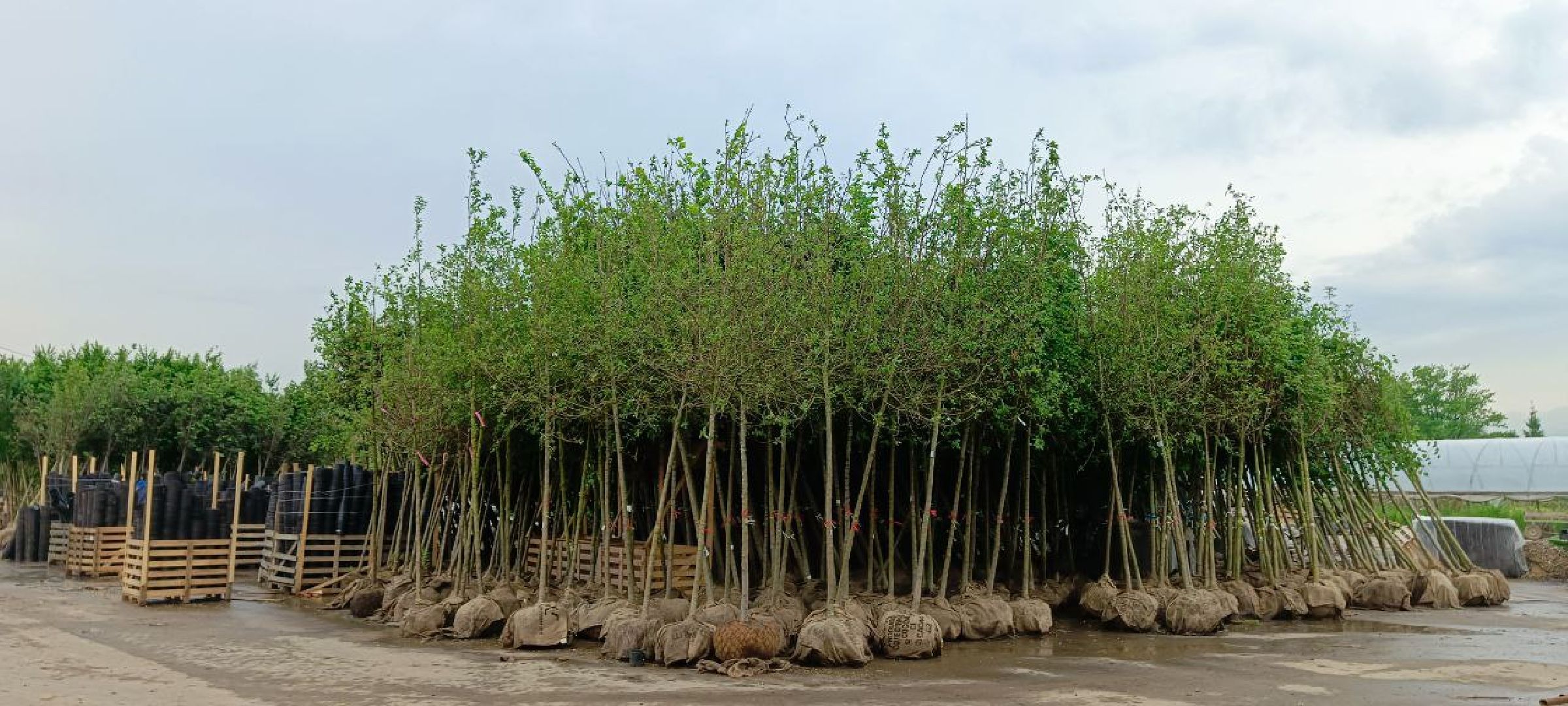 Дмитров, Эко-парк Рождествено,  КФХ Юрко, Минсельхоз, Агротуризм,