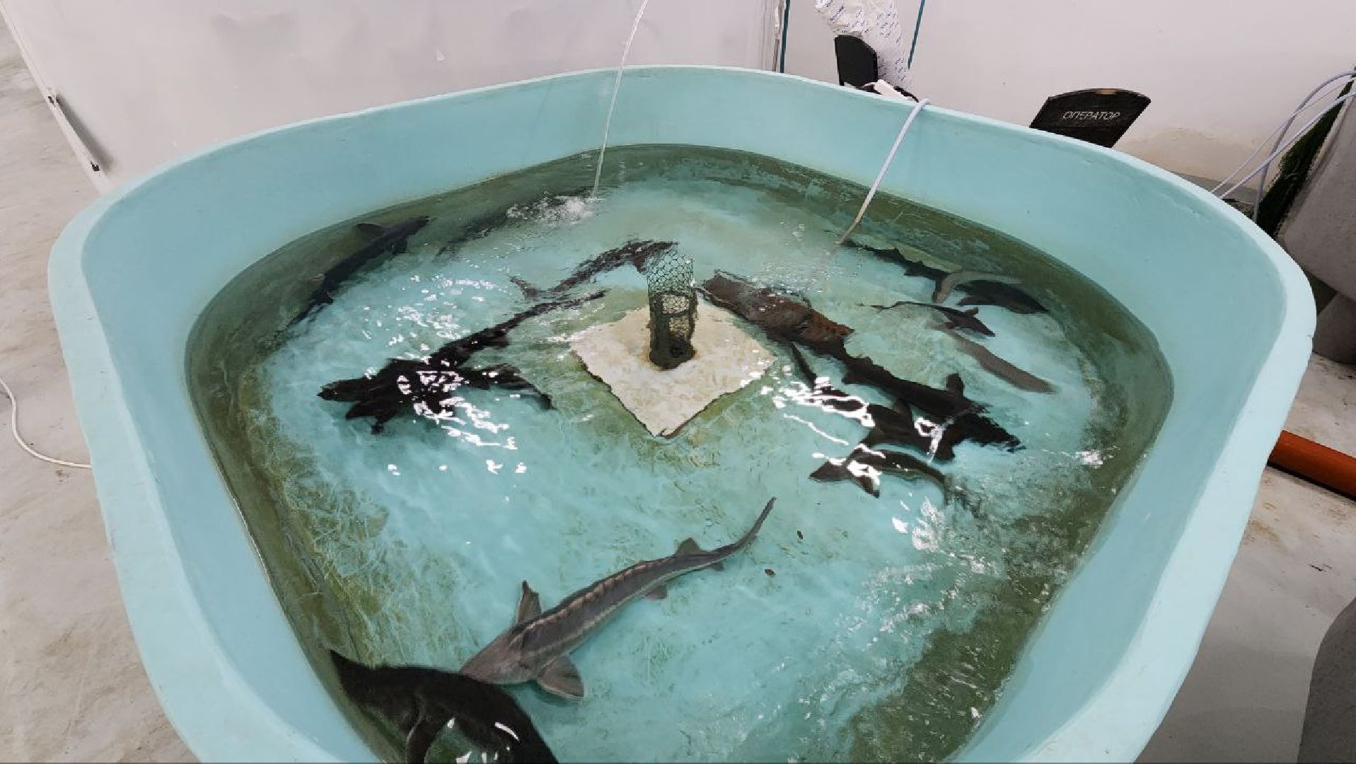 Дмитров, Эко-парк Рождествено,  КФХ Юрко, Минсельхоз, Агротуризм,