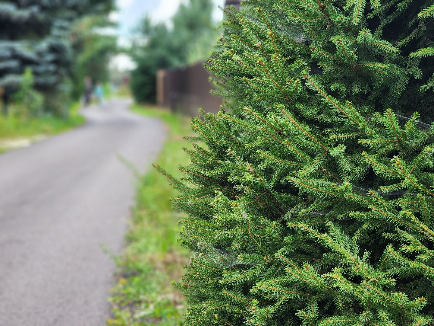 выездная администрация, прием граждан, благоустройство, деревня ельня, богородский городской округ,