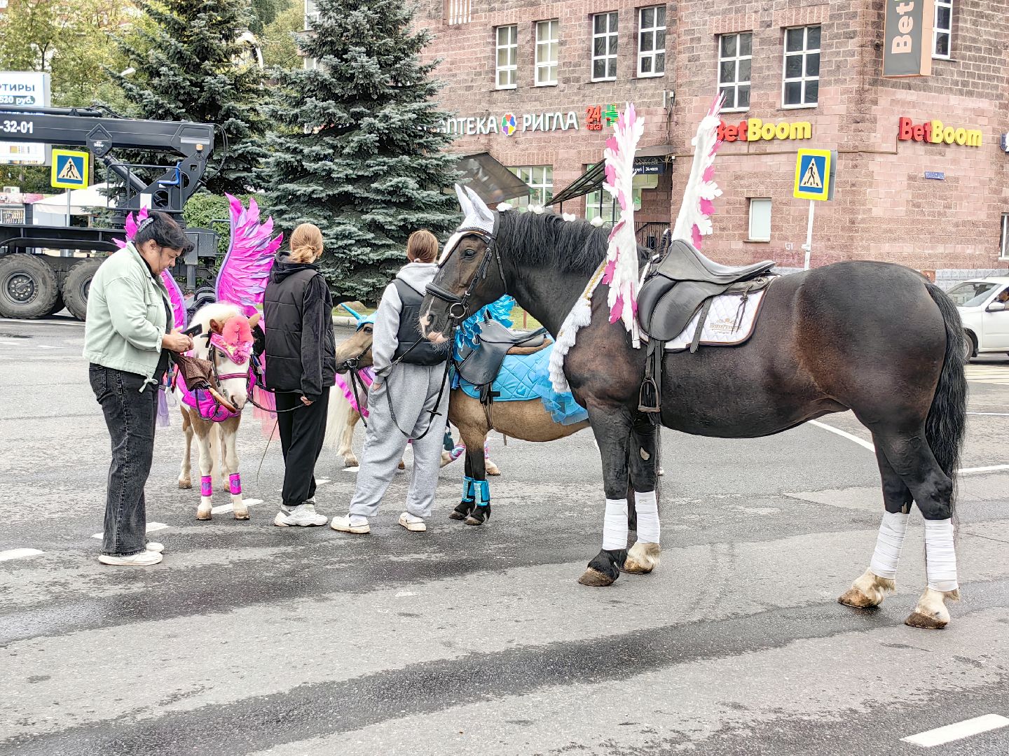 день города, юбилей, верблюд, квест,