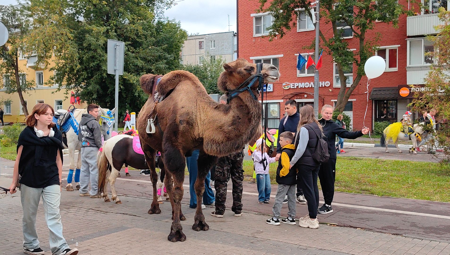 день города, юбилей, верблюд, квест,