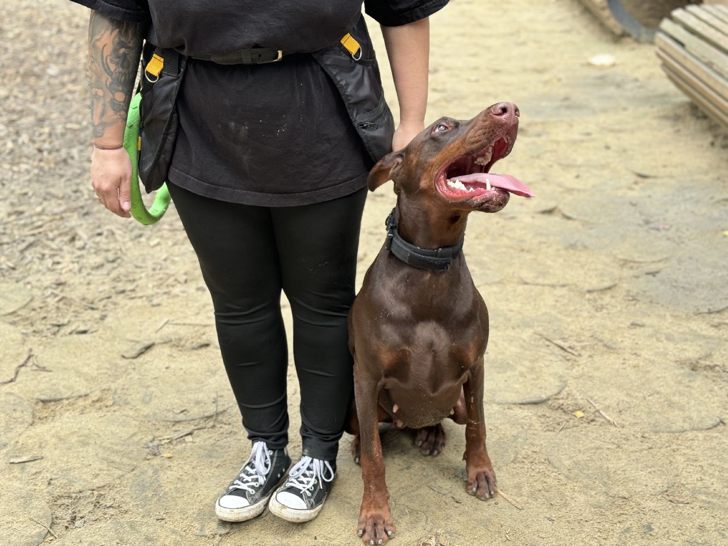 фестиваль животных , ленинский городской округ, соревнования собак, мастер класс,