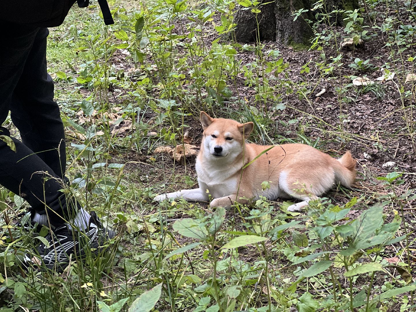 фестиваль животных , ленинский городской округ, соревнования собак, мастер класс,