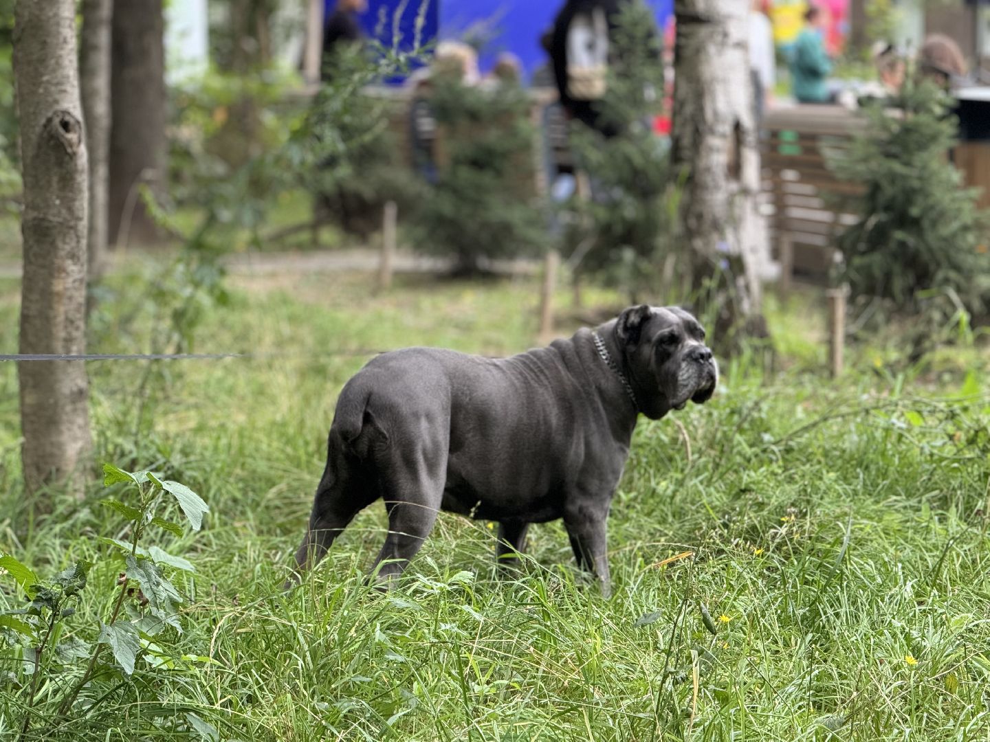 фестиваль животных , ленинский городской округ, соревнования собак, мастер класс,