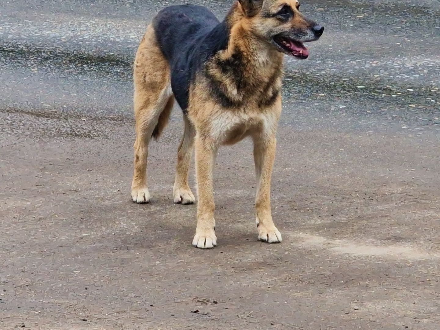 балашиха, микрорайон южный балашиха, площадка для выгула собак в микрорайоне южный,