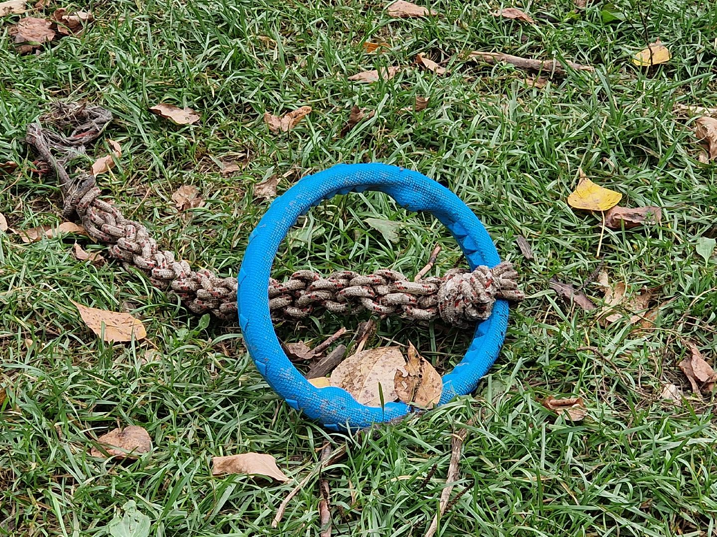 балашиха, микрорайон южный балашиха, площадка для выгула собак в микрорайоне южный,