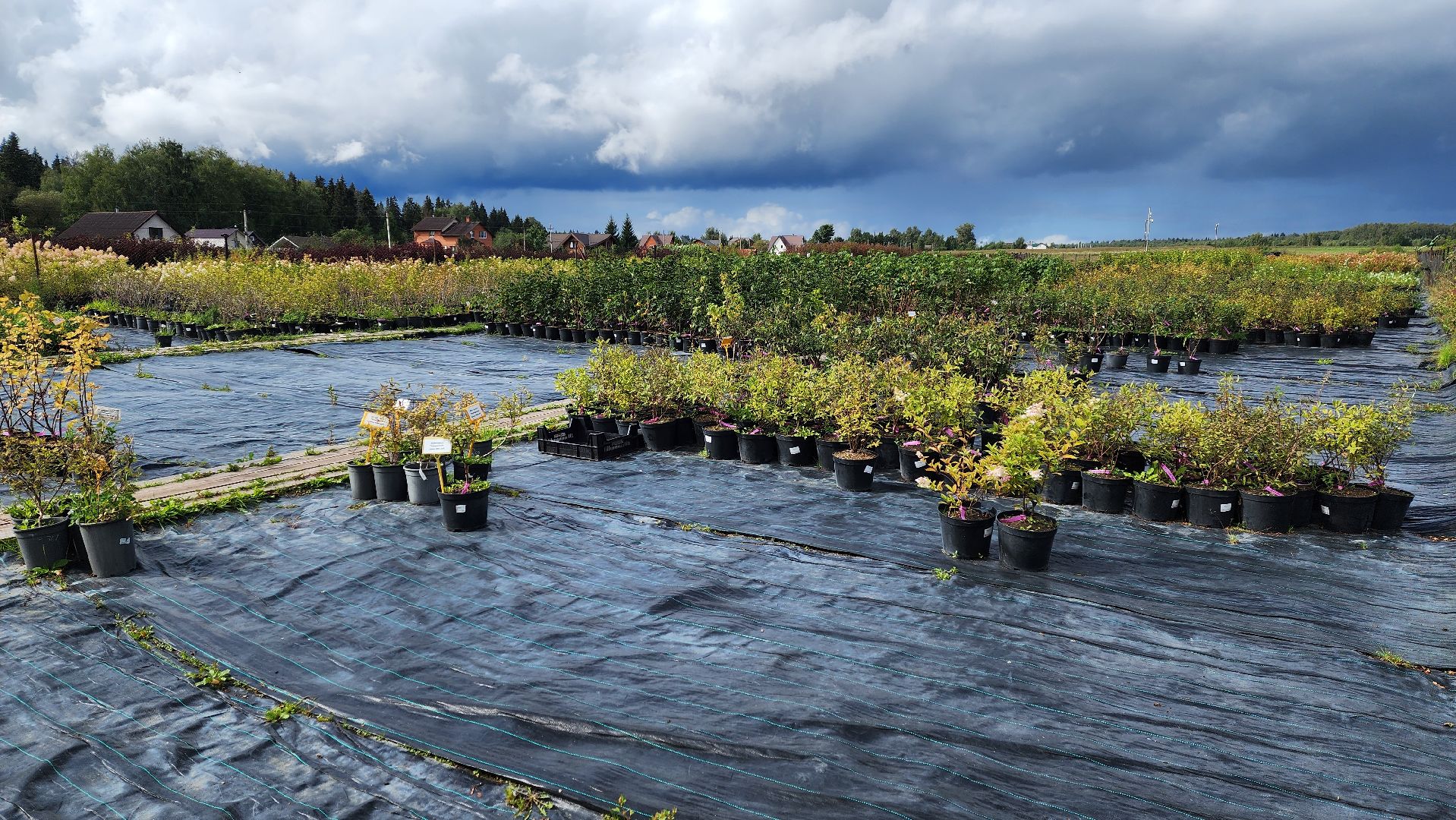 солнечногорск, русроза, цветочный питомник, алтай,