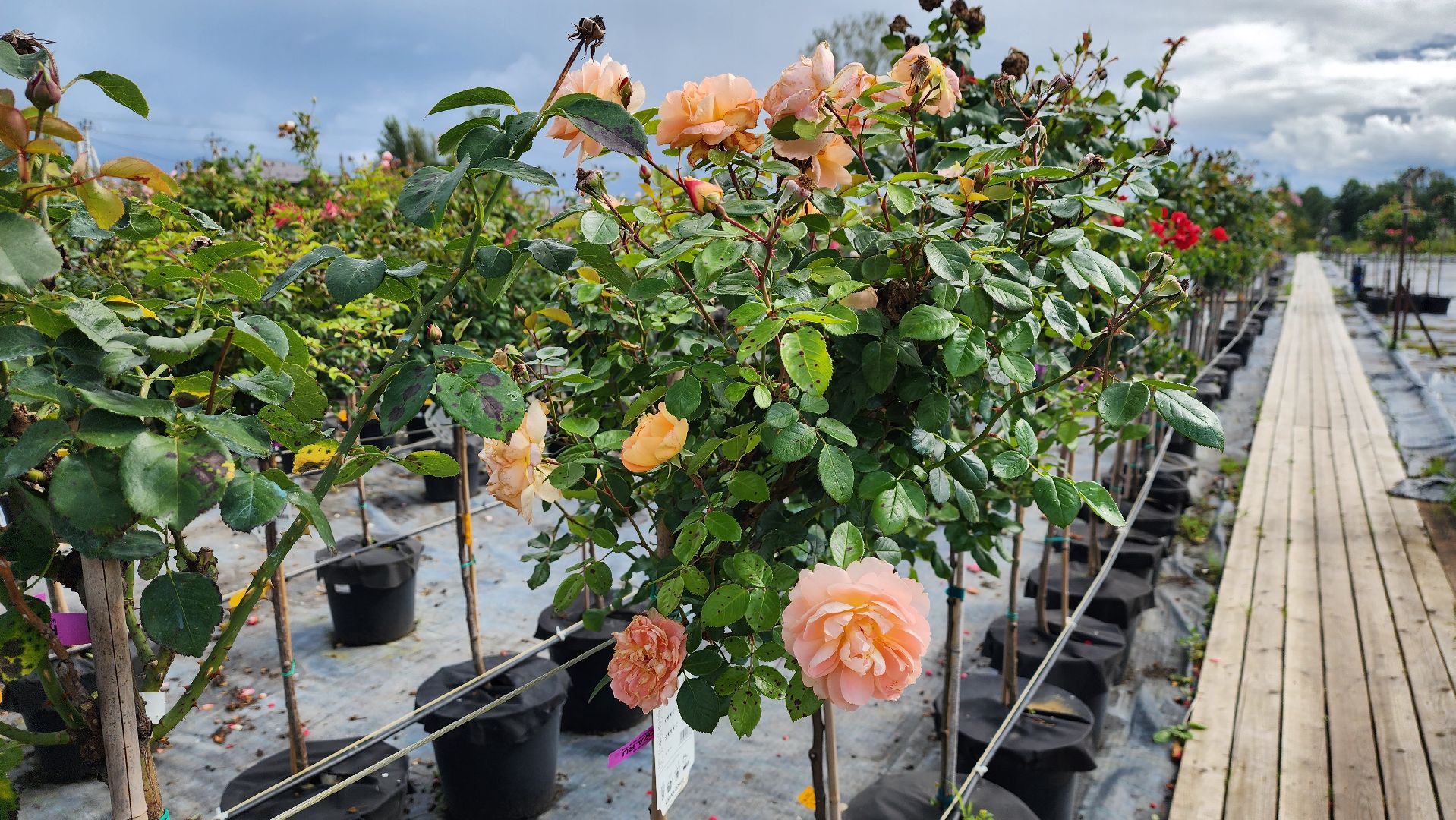 солнечногорск, русроза, цветочный питомник, алтай,