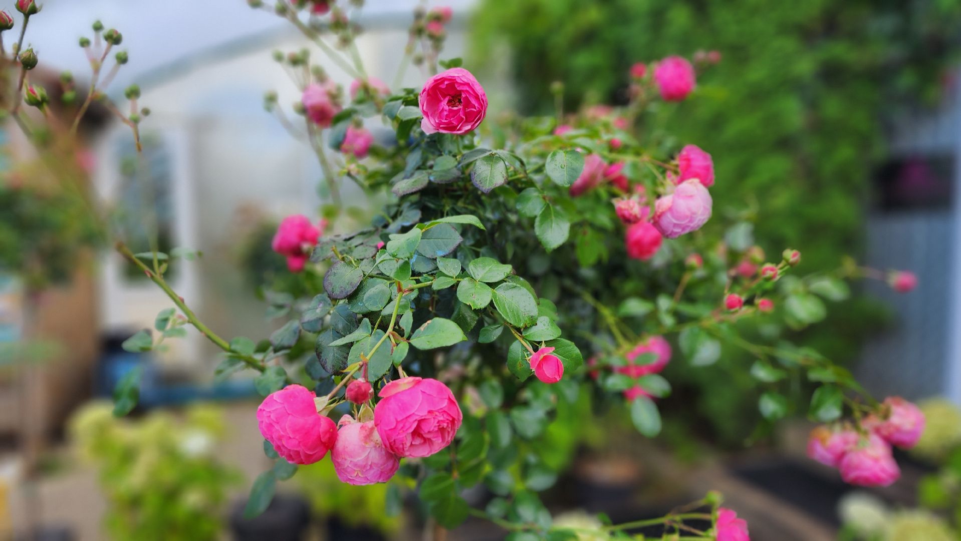 солнечногорск, русроза, цветочный питомник, алтай,