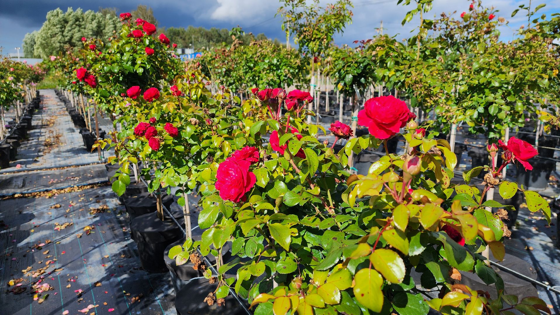 солнечногорск, русроза, цветочный питомник, алтай,