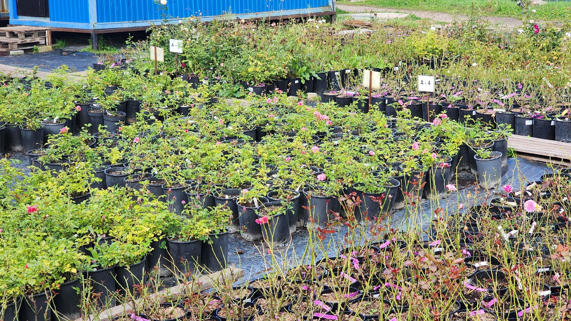 солнечногорск, русроза, цветочный питомник, франция, розы,