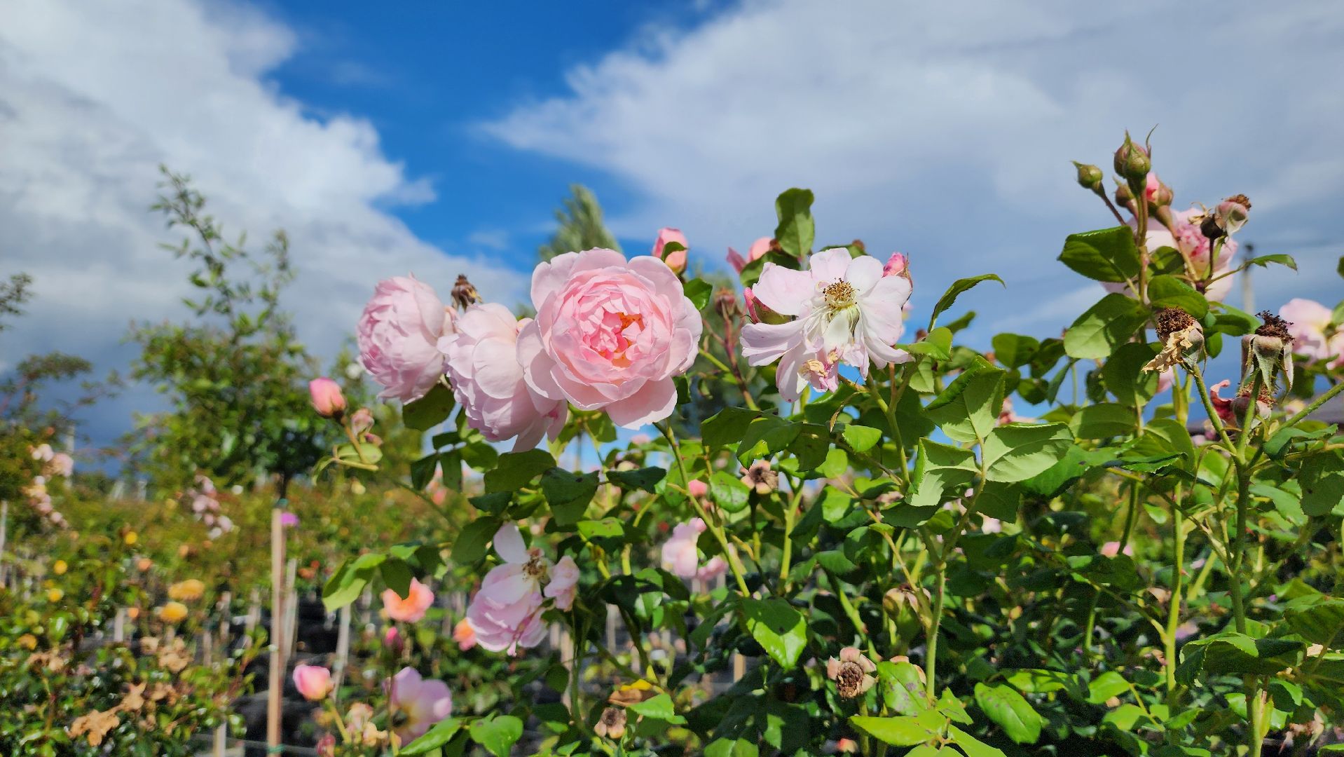 солнечногорск, русроза, цветочный питомник, франция, розы,