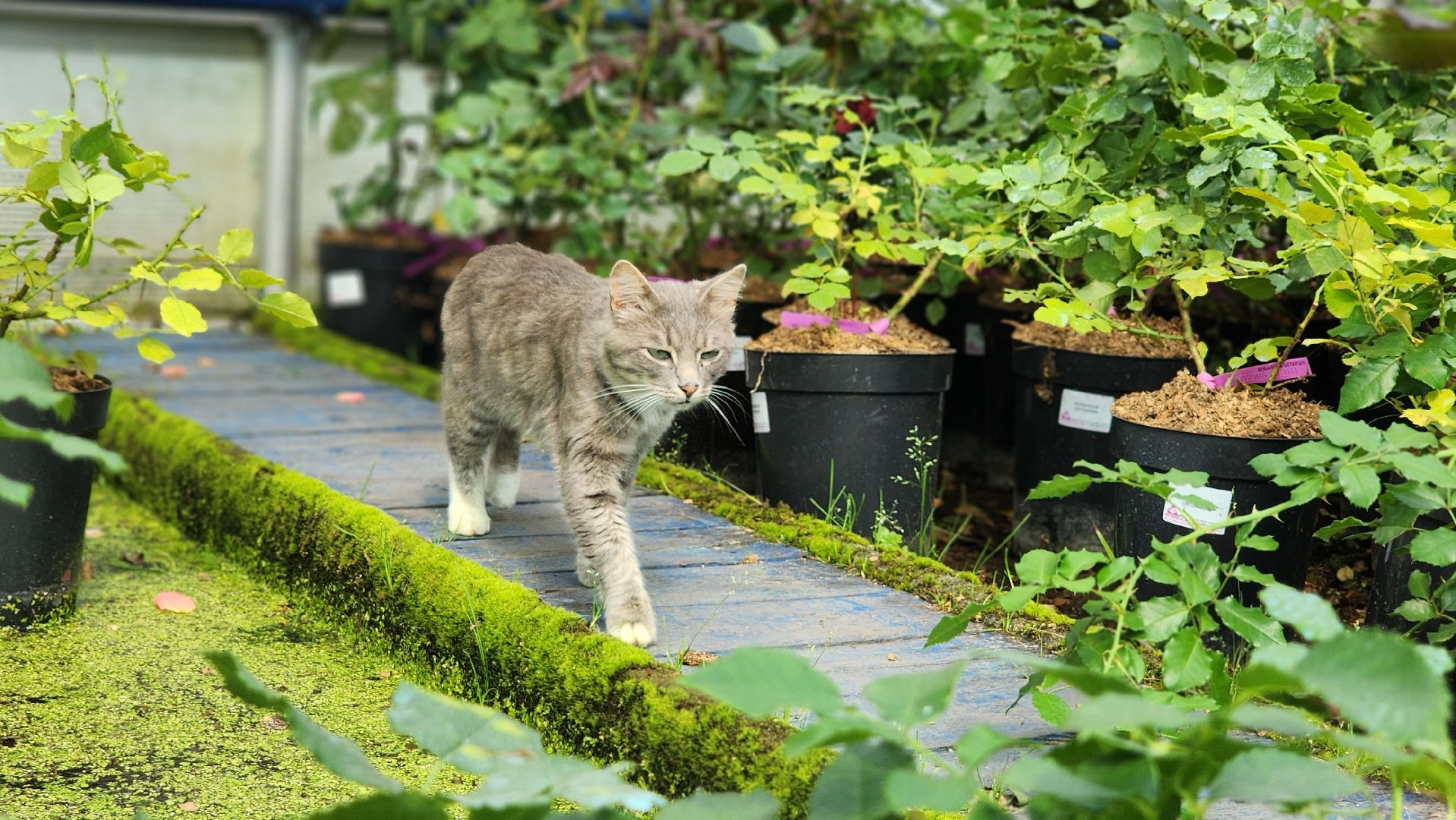 солнечногорск, русроза, цветочный питомник, франция, розы,