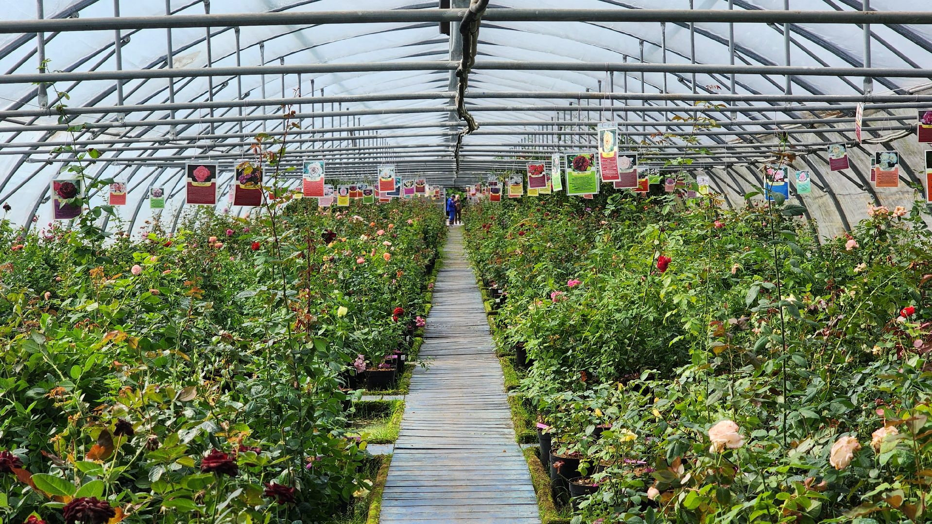 солнечногорск, русроза, цветочный питомник, франция, розы,
