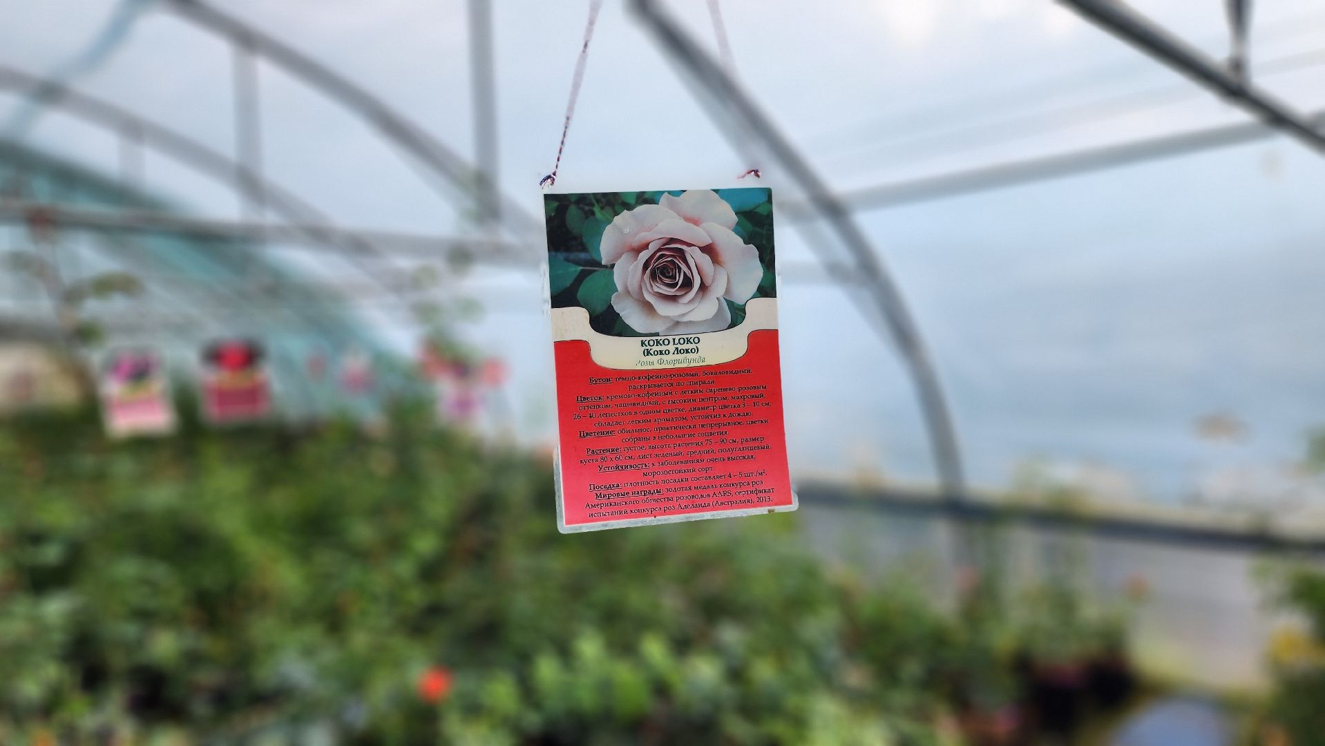солнечногорск, русроза, цветочный питомник, франция, розы,