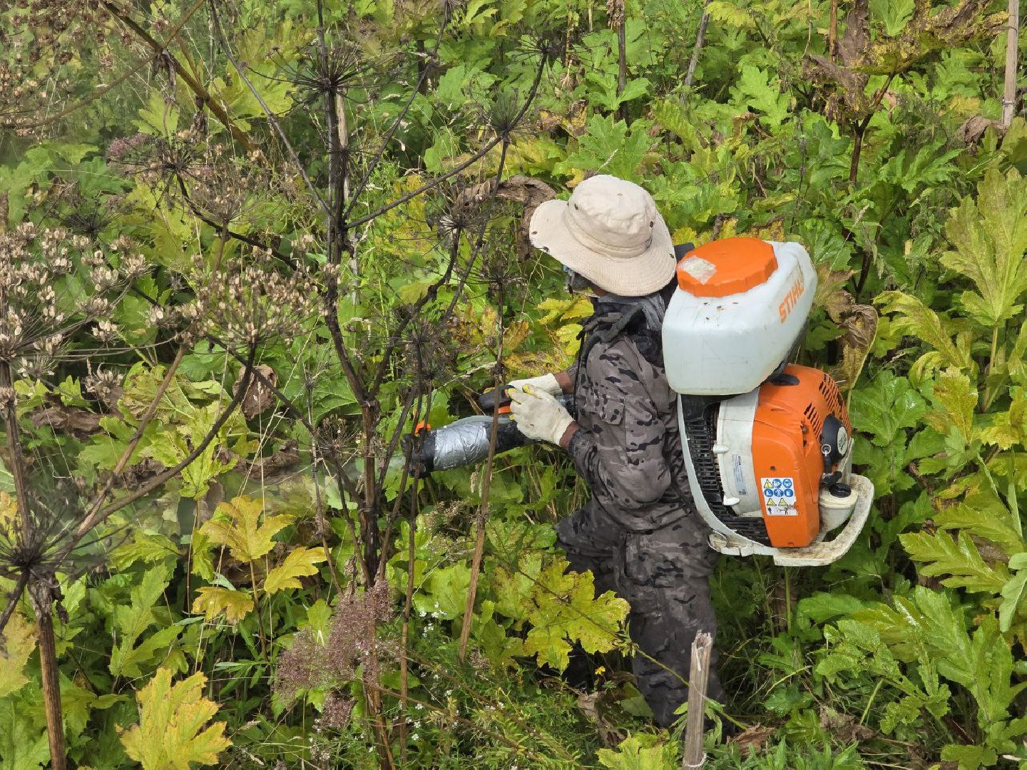 можайск, можайский муниципальный округ, подмосковье, экология, борщевик Сосновского, борьба с борщевиком,