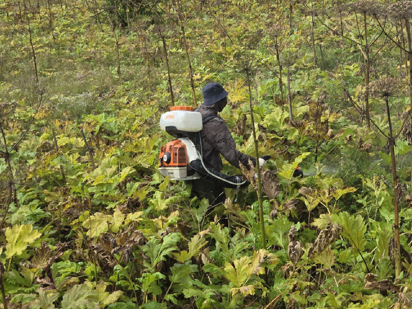 можайск, можайский муниципальный округ, подмосковье, экология, борщевик Сосновского, борьба с борщевиком,