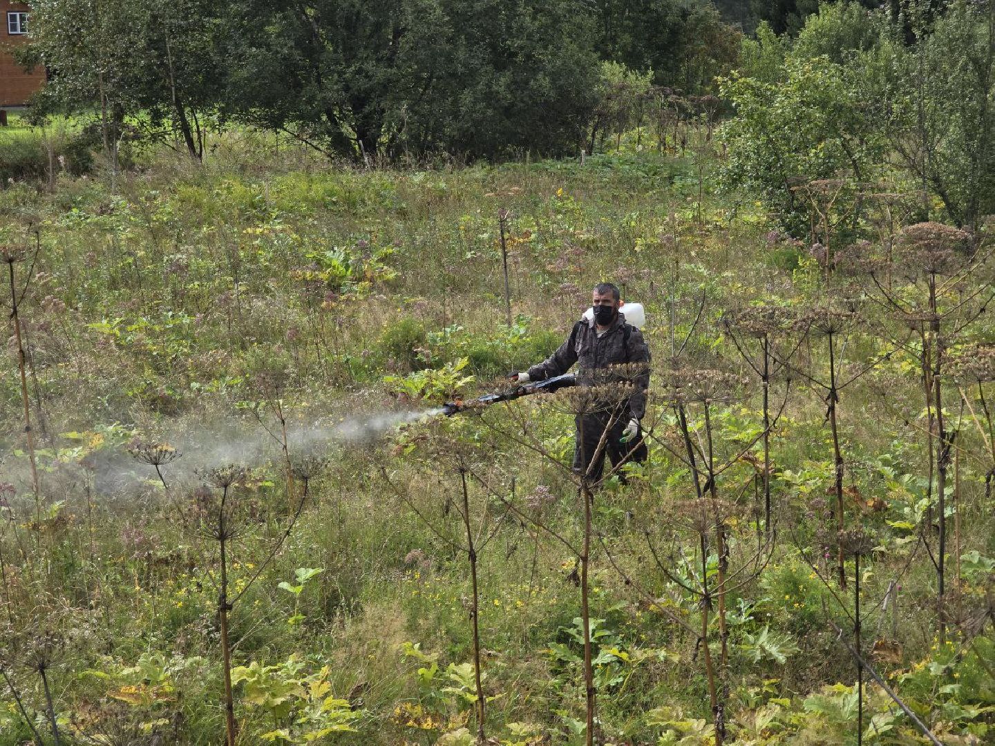 можайск, можайский муниципальный округ, подмосковье, экология, борщевик Сосновского, борьба с борщевиком,