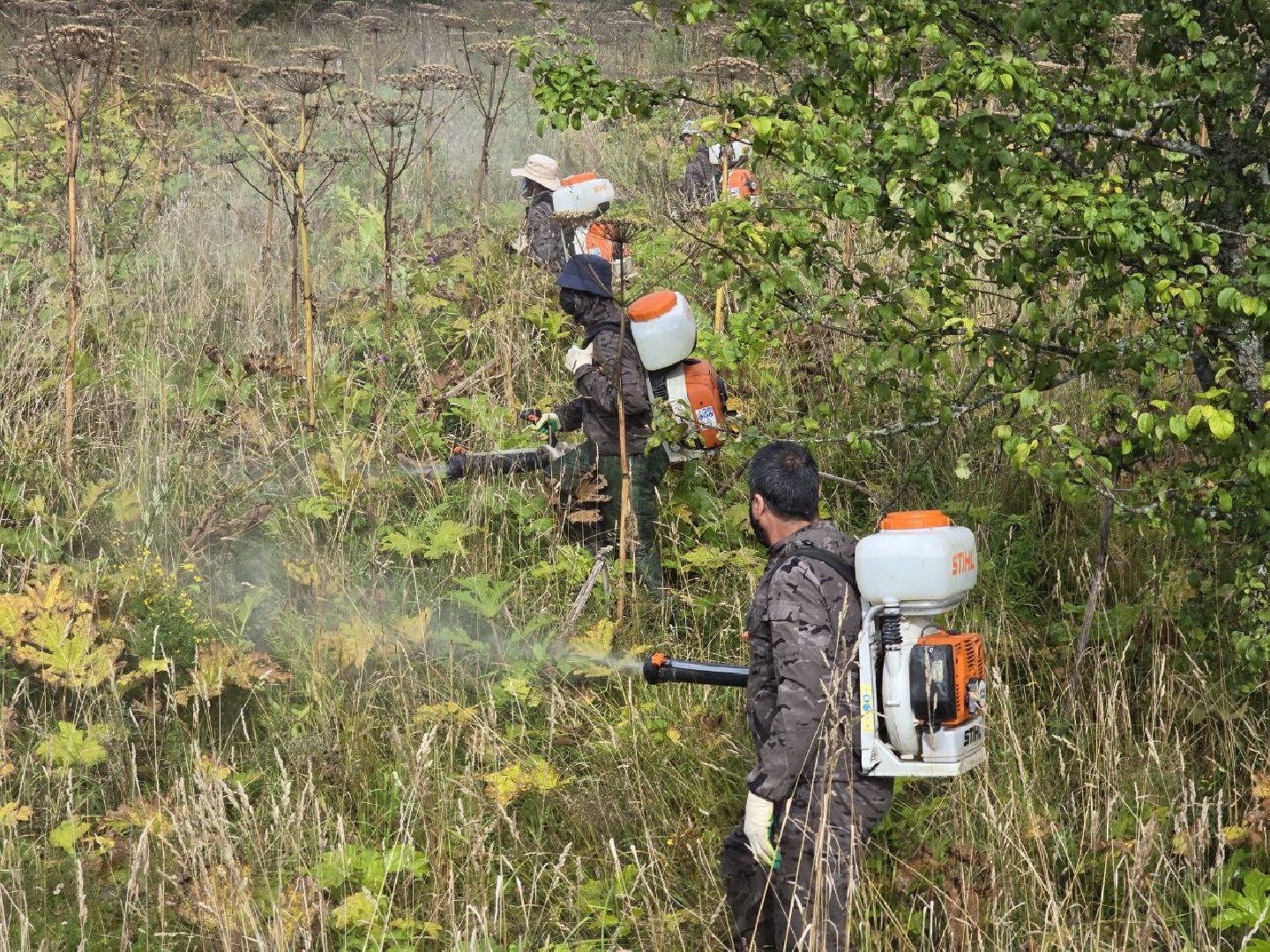 можайск, можайский муниципальный округ, подмосковье, экология, борщевик Сосновского, борьба с борщевиком,