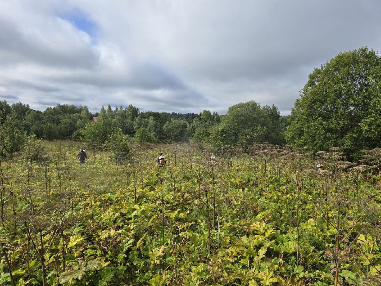 можайск, можайский муниципальный округ, подмосковье, экология, борщевик Сосновского, борьба с борщевиком,