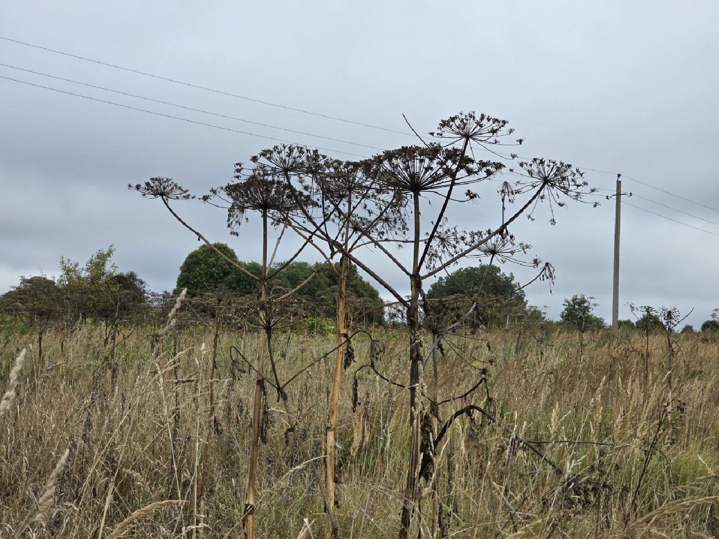 можайск, можайский муниципальный округ, подмосковье, экология, борщевик Сосновского, борьба с борщевиком,