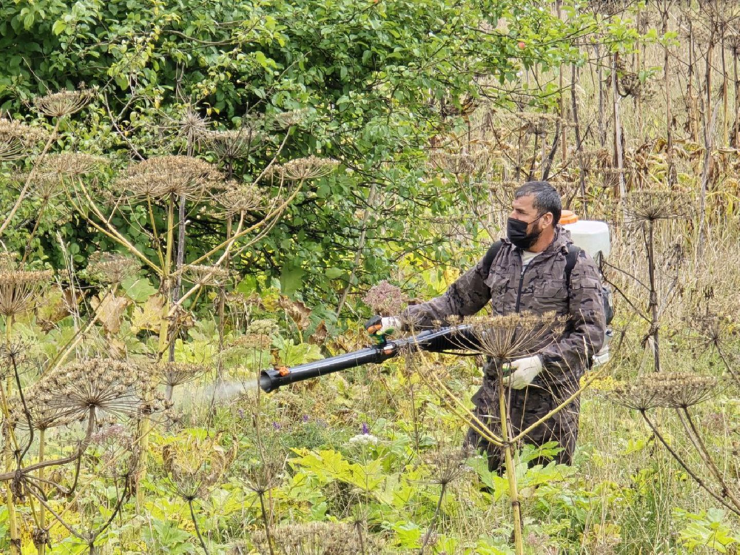 можайск, можайский муниципальный округ, подмосковье, экология, борщевик Сосновского, борьба с борщевиком,