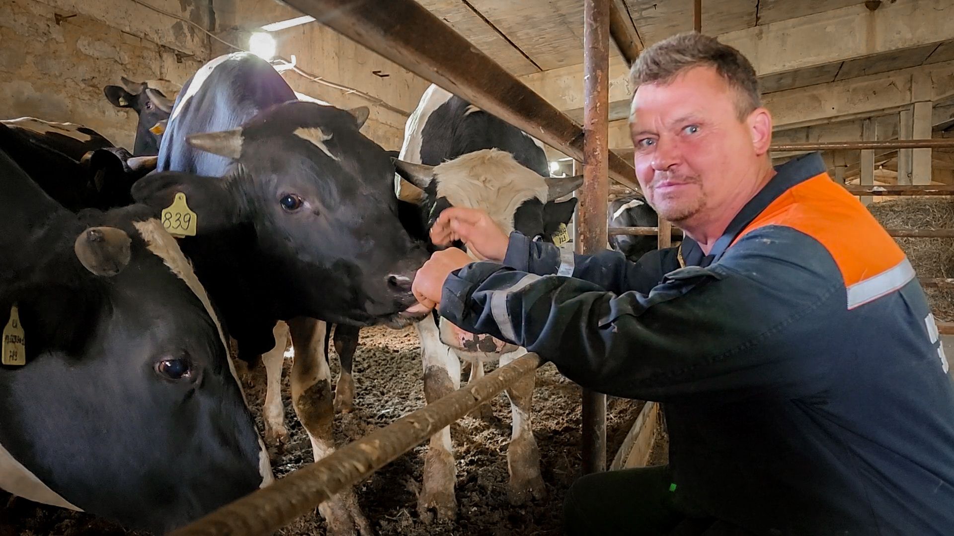 сельскохозяйственное предприятие в бронницах, экономика, производство молока, выращивание быков,