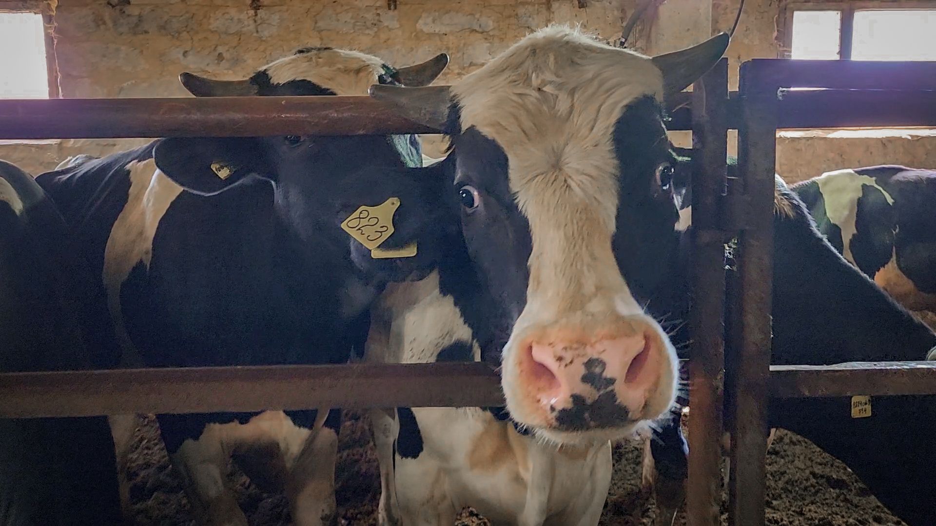 сельскохозяйственное предприятие в бронницах, экономика, производство молока, выращивание быков,