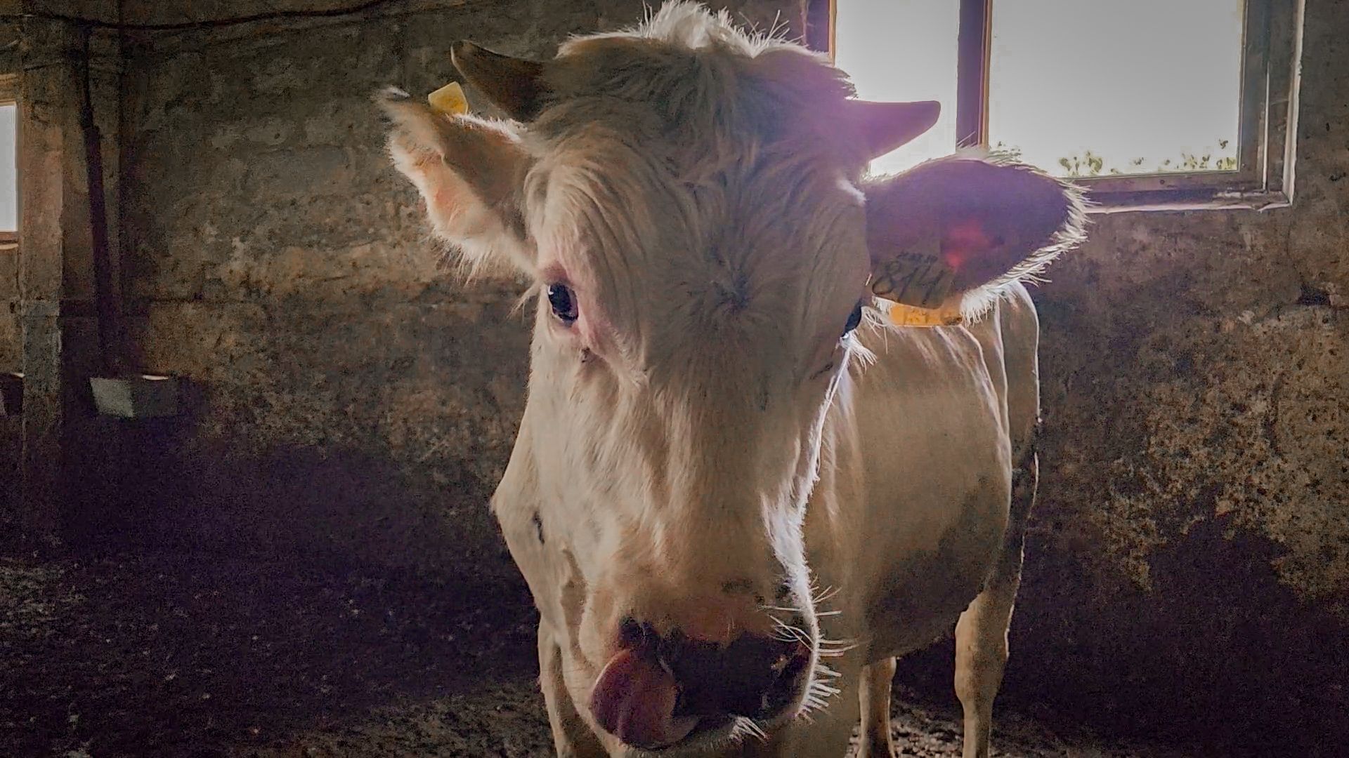 сельскохозяйственное предприятие в бронницах, экономика, производство молока, выращивание быков,