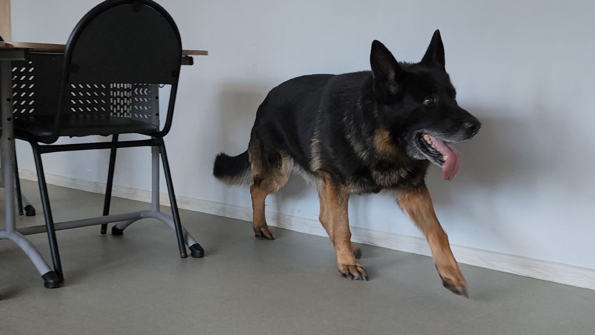 кашира, школа 9, учения, полиция, росгвардия, антитеррористическая безопасность, безопаность, скорая помощь, мособлпожспас,