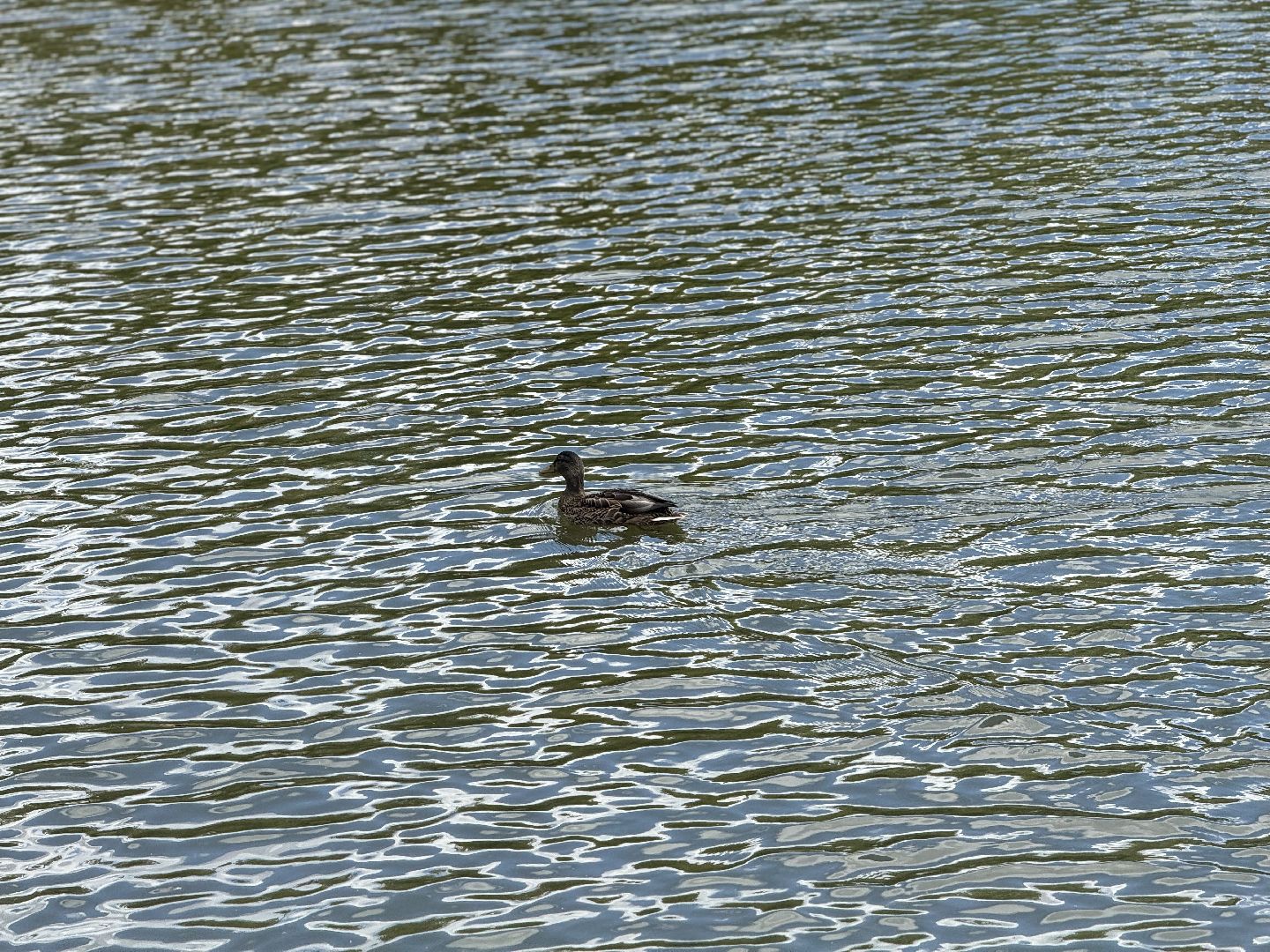 ленинский городской округ, малый тарычевский пруд, установка фонтана, плавающий фонтан,