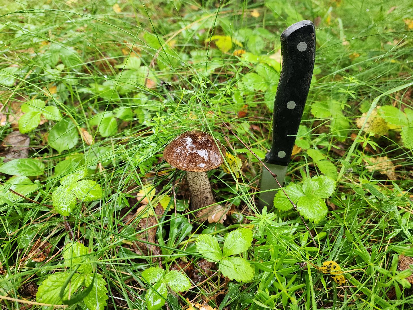 красноармейск, городской округ пушкинский, тихая охота, грибы в лесу,