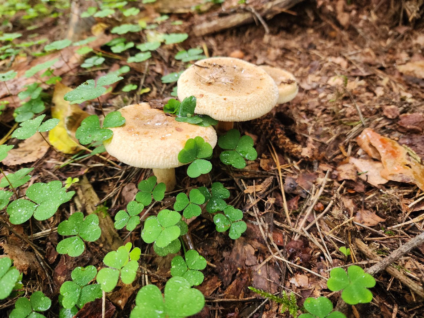 красноармейск, городской округ пушкинский, тихая охота, грибы в лесу,