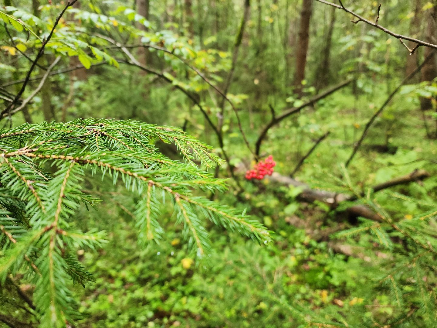 красноармейск, городской округ пушкинский, тихая охота, грибы в лесу,