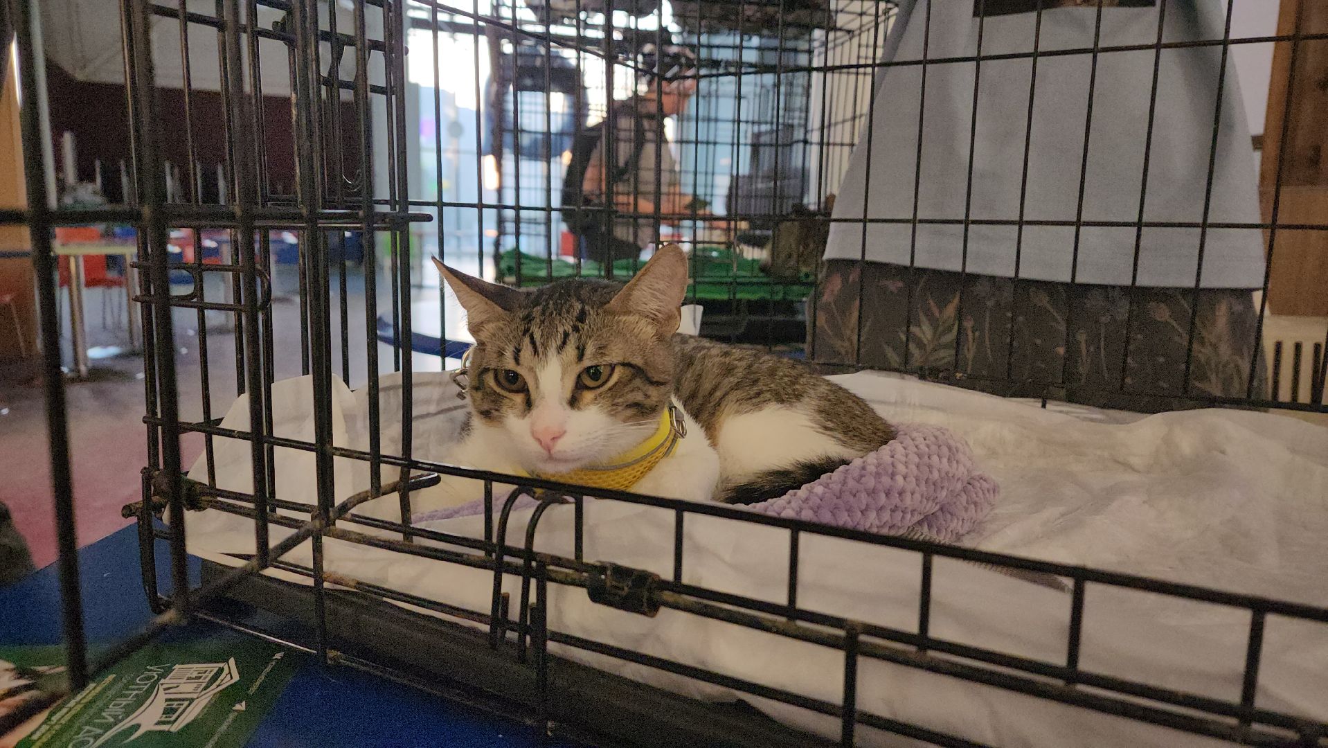 пушкино, пристройство щенков, бездомные животные, котята, кошки, собаки, волонтерская деятельность, помощь животным,экологи, ветеринар,психолог, лекции,