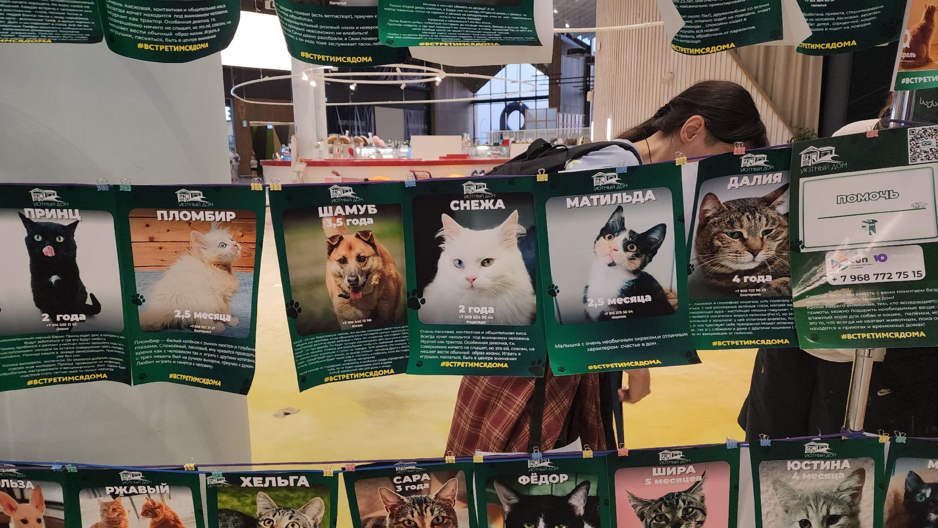 пушкино, пристройство щенков, бездомные животные, котята, кошки, собаки, волонтерская деятельность, помощь животным,экологи, ветеринар,психолог, лекции,