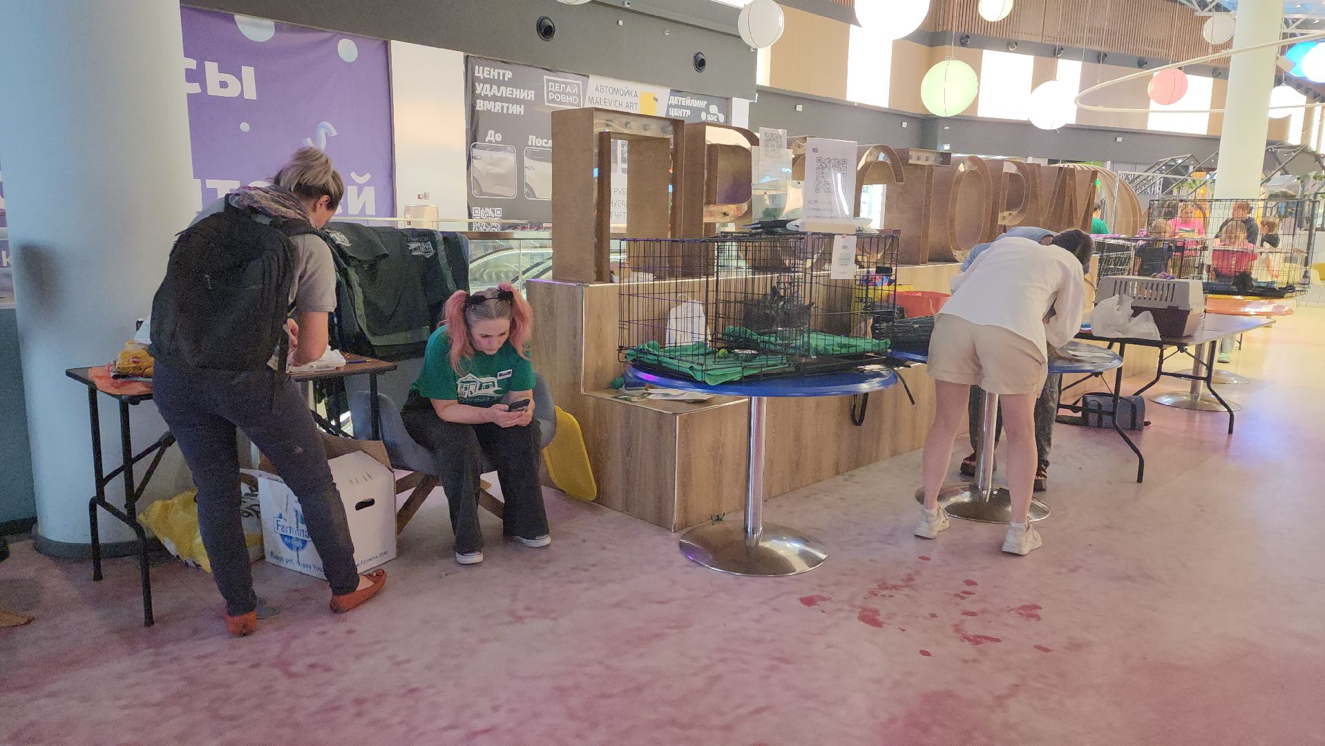 пушкино, пристройство щенков, бездомные животные, котята, кошки, собаки, волонтерская деятельность, помощь животным,экологи, ветеринар,психолог, лекции,