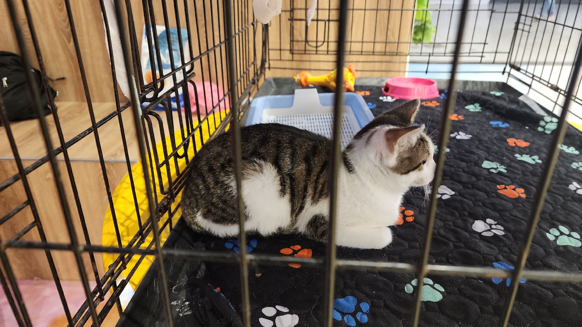 пушкино, пристройство щенков, бездомные животные, котята, кошки, собаки, волонтерская деятельность, помощь животным,экологи, ветеринар,психолог, лекции,