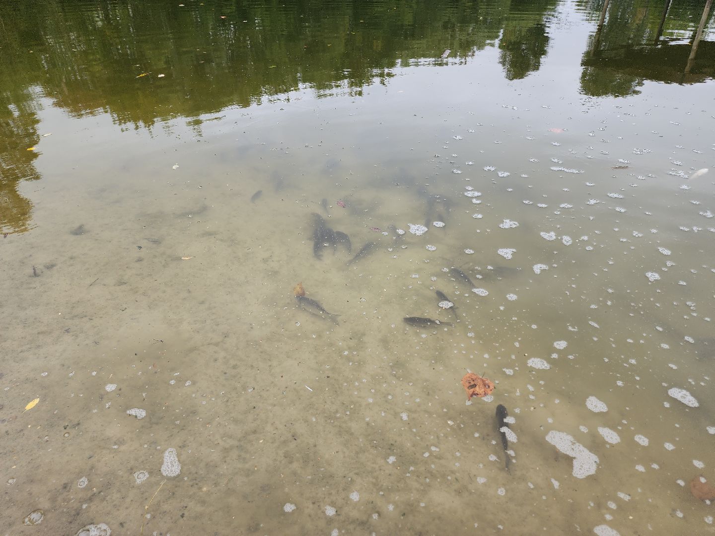Егорьевск , Подмосковье , Московская область ,