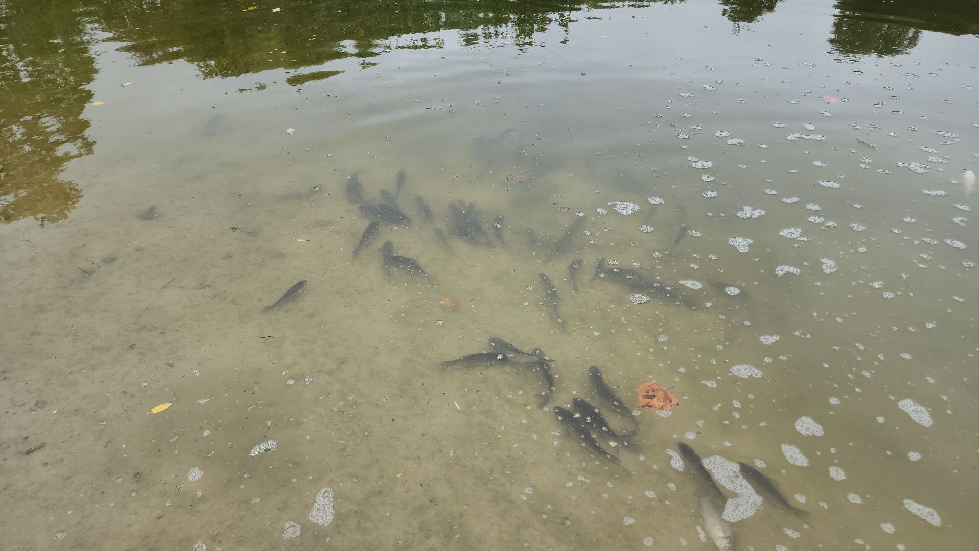 Егорьевск , Подмосковье , Московская область ,