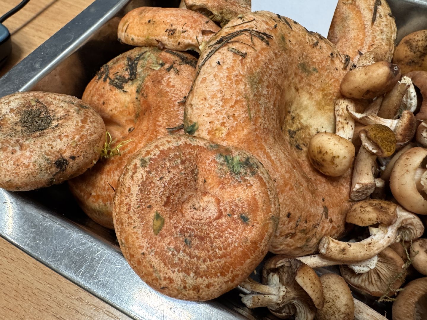 одинцовское подворье, Сезон грибов, Ветлаборатория Одинцова,