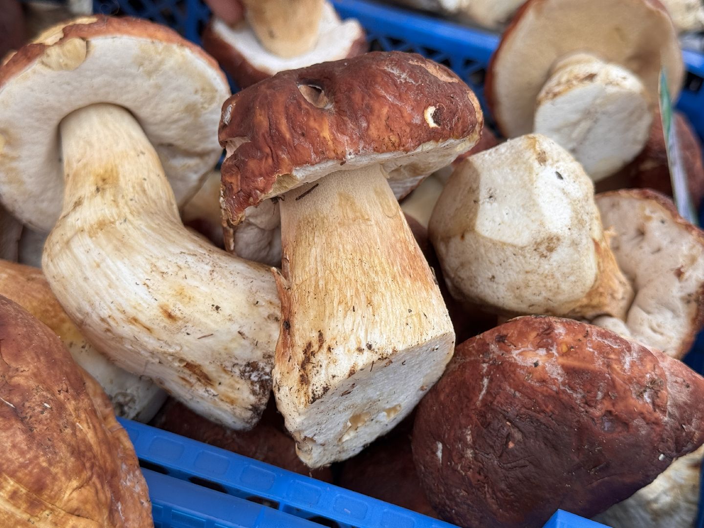 одинцовское подворье, Сезон грибов, Ветлаборатория Одинцова,